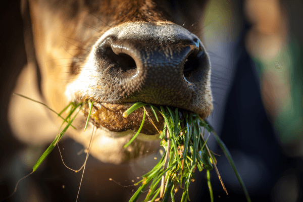 Waarom is grasgevoerd vlees beter en gezonder?